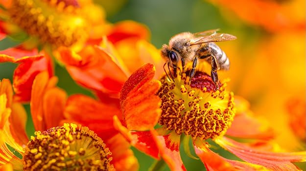 Biodiversité locale – sous-sol karstique